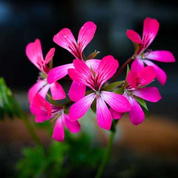 Button Geranium Geraniums | Cranesbill – Green Catalog