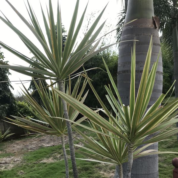 Dracaena Marginata | Dragon tree | Madagascar dragon tree - GCI