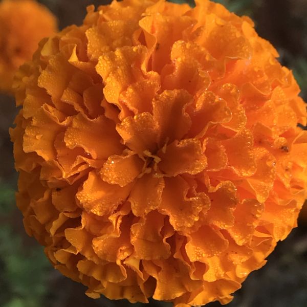 Tagetes Marigolds French marigold Mexican marigold Green Catalog