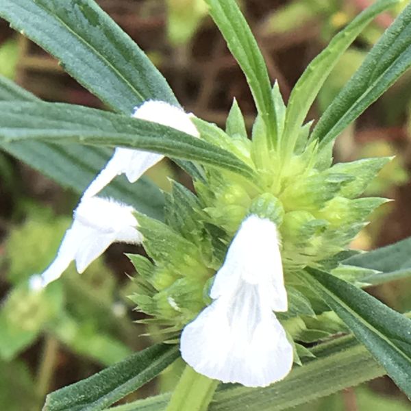Leucas Aspera | Thumbapoovu | Thumba – Indian Medicinal Plants