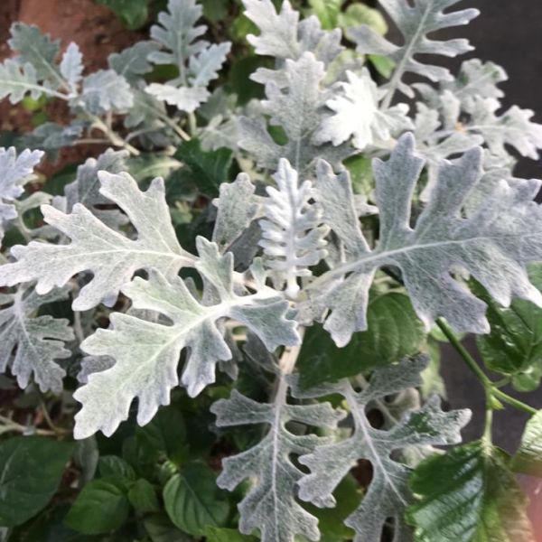 Jacobaea Maritima | Silver ragwort | Dusty miller - Green Cover Initiative