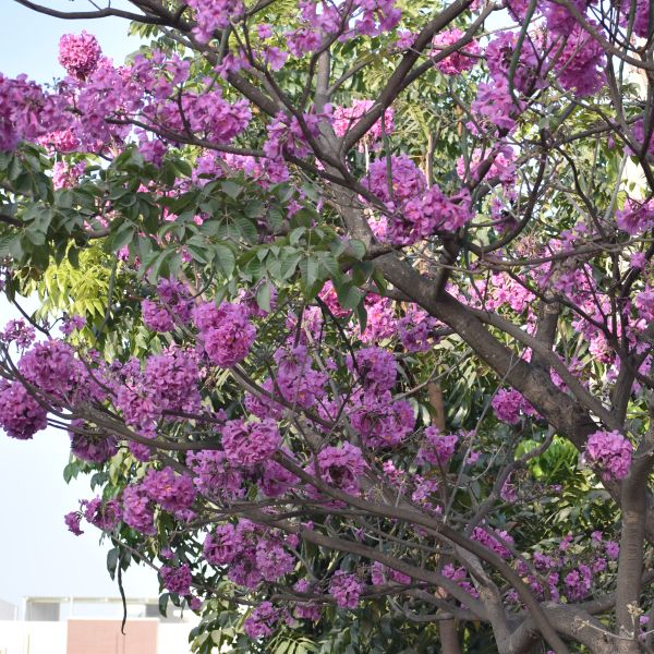 Tabebuia Rosea | Rosy trumpet tree | Pink Poui – Green Catalog