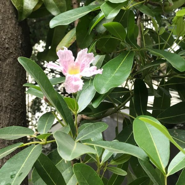 Tabocia Rocia Tree Tabebuia Rosea | Rosy trumpet tree | Pink Poui – Green Catalog