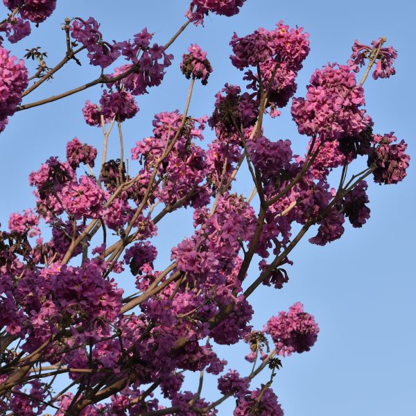 Tabocia Rocia Tree Tabebuia Rosea | Rosy trumpet tree | Pink Poui – Green Catalog