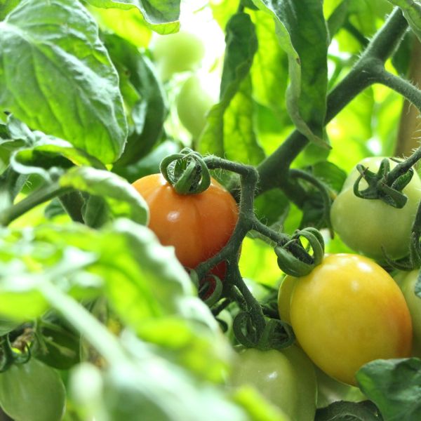 Solanum Lycopersicum | Tomato – Green Catalog from GCI