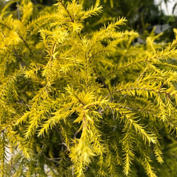 Melaleuca bracteata Golden bottle brush Green Cover Initiative