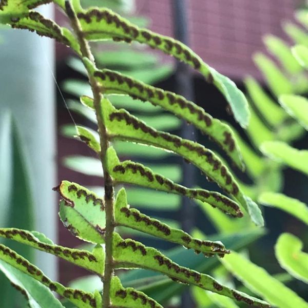 Nephrolepis cordifolia | Fishbone fern - Plant catalog - Green Cover ...
