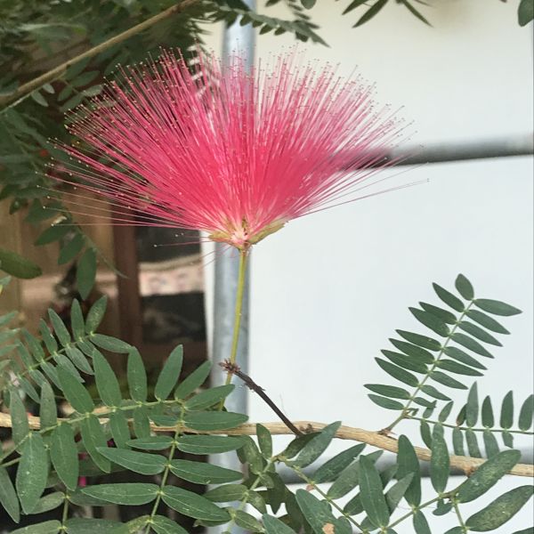 Calliandra haematocephala Powder puff tree Green Cover Initiative