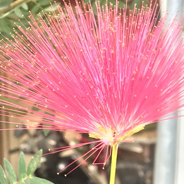 Calliandra haematocephala Powder puff tree Green Cover Initiative