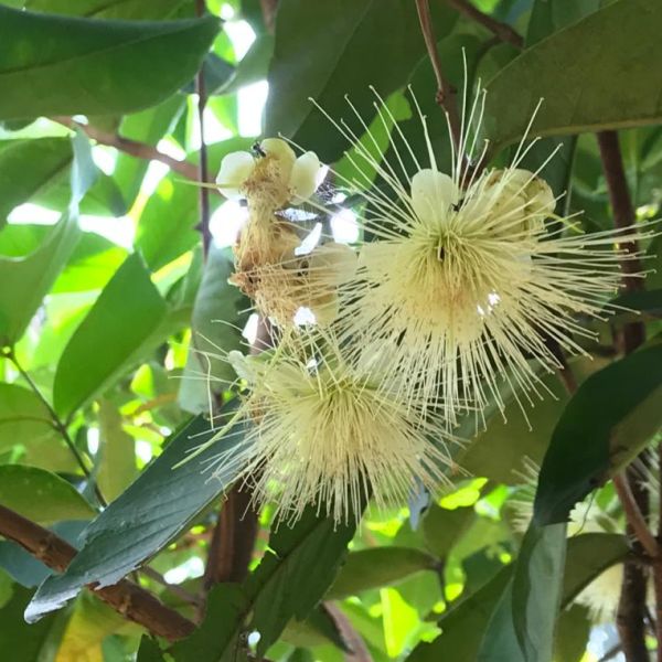 Syzygium samarangense | Wax apple | Java apple - Green Cover Initiative