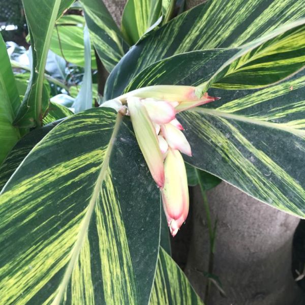 Alpinia Zerumbet | Shell ginger | Butterfly ginger | Variegated ginger