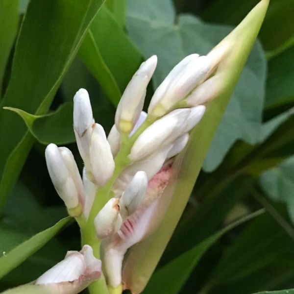 Alpinia Zerumbet | Shell ginger | Butterfly ginger | Variegated ginger