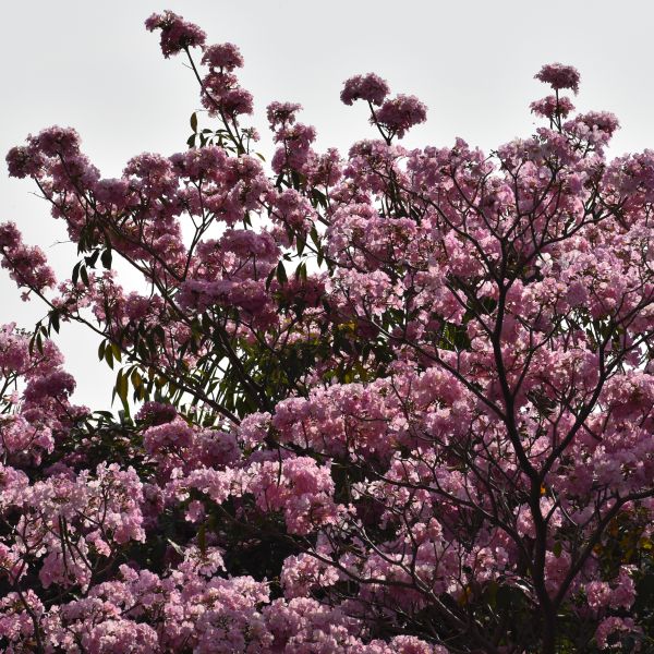 Tabebuia Rosea | Rosy trumpet tree | Pink Poui – Green Catalog