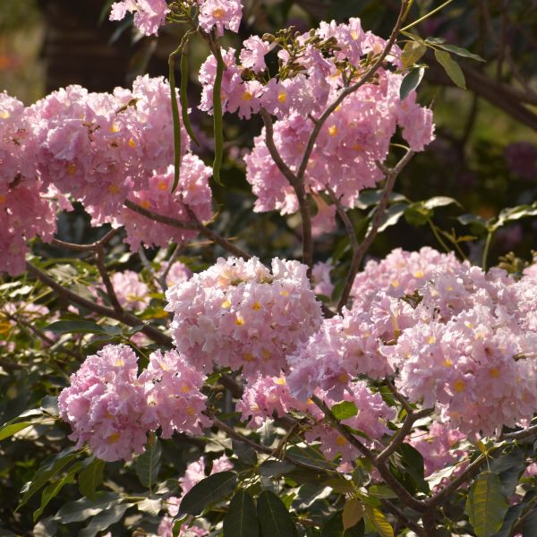 Tabebuia Rosea | Rosy trumpet tree | Pink Poui – Green Catalog
