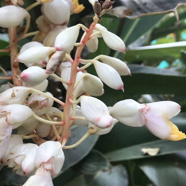 Alpinia Zerumbet | Shell ginger | Butterfly ginger | Variegated ginger