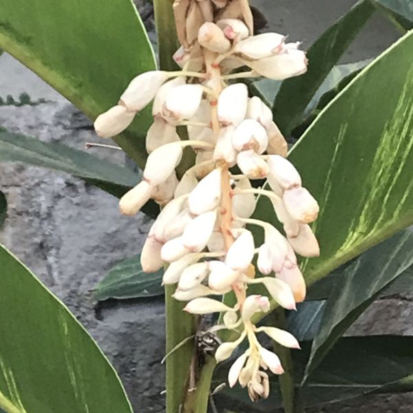 Alpinia Zerumbet | Shell ginger | Butterfly ginger | Variegated ginger