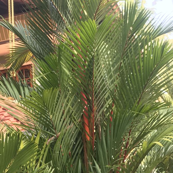 Cyrtostachys renda Lipstick palm Red palm Green Cover Initiative