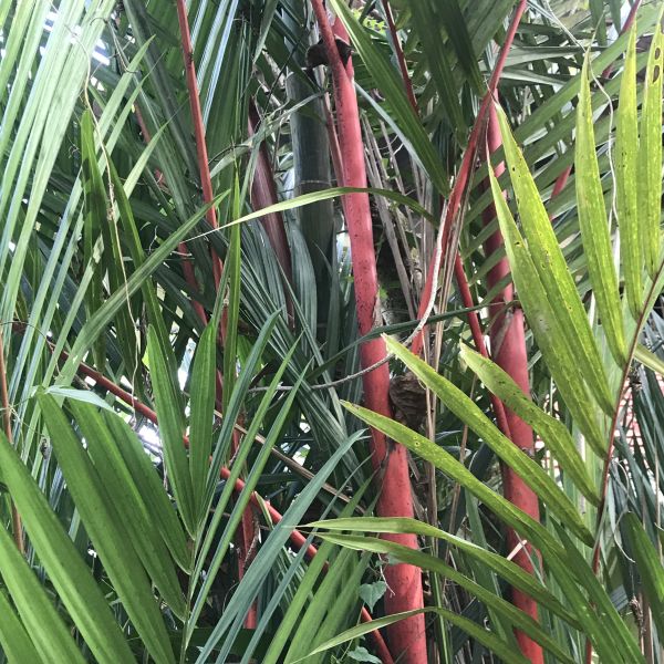 Cyrtostachys renda Lipstick palm Red palm Green Cover Initiative