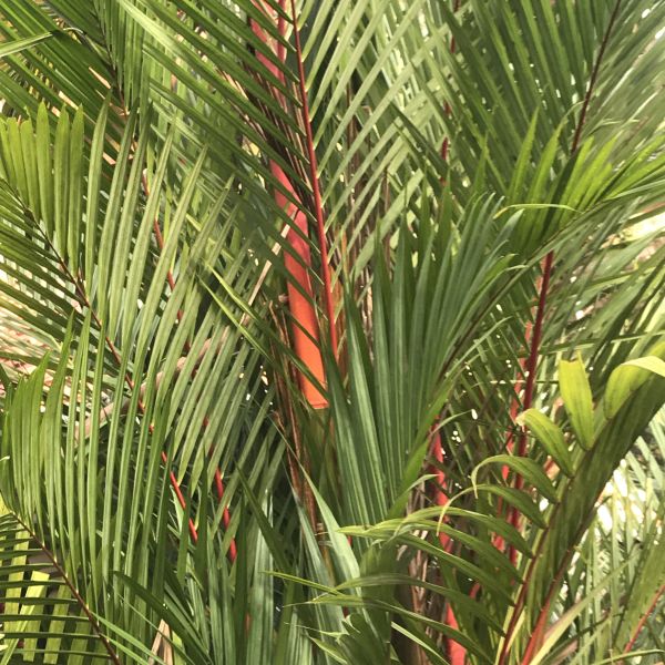 Cyrtostachys renda Lipstick palm Red palm Green Cover Initiative