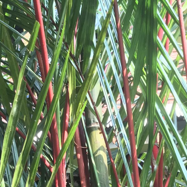 Cyrtostachys renda Lipstick palm Red palm Green Cover Initiative