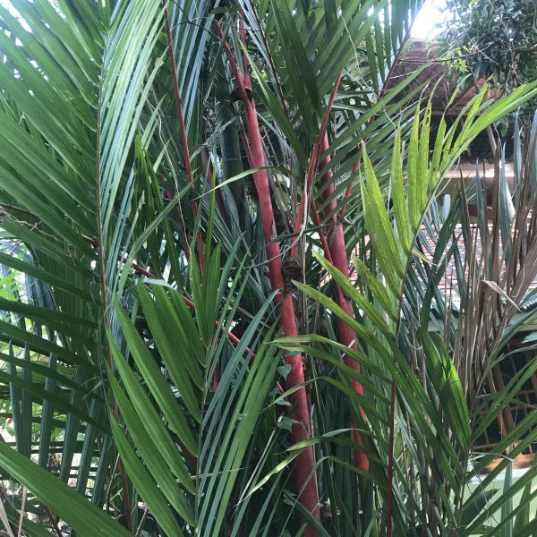 Cyrtostachys renda Lipstick palm Red palm Green Cover Initiative