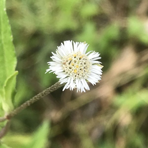 Eclipta prostrata | False daisy | Kaiyyonni - Herbs - Green Cover ...