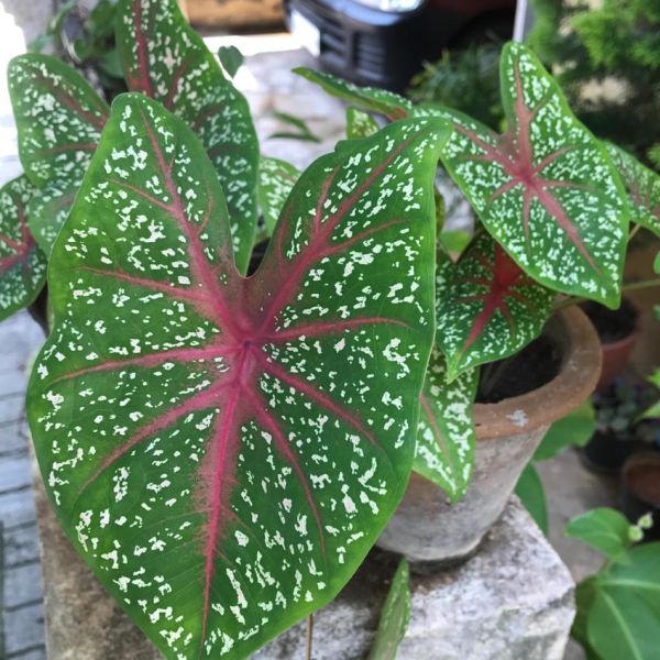Caladium bicolor | Heart of Jesus - Leafy plants - Green Cover Initiative