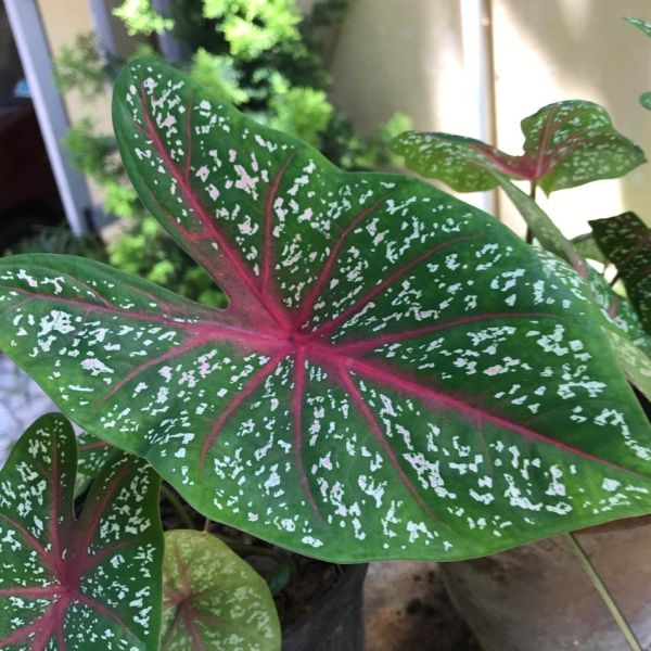 Caladium bicolor | Heart of Jesus - Leafy plants - Green Cover Initiative