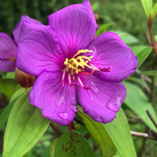 Tibouchina urvilleana | Princess flower | Glory Bush - Plant catalog