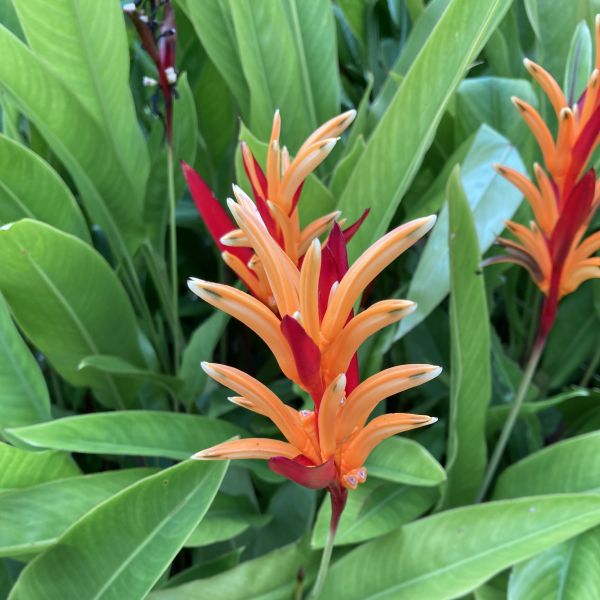 Heliconia psittacorum | Parrot's beak - Green Cover Initiative