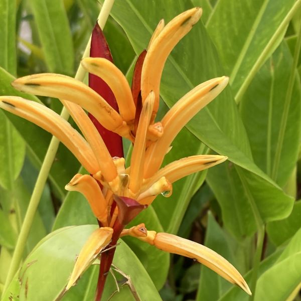 Heliconia psittacorum | Parrot's beak - Green Cover Initiative