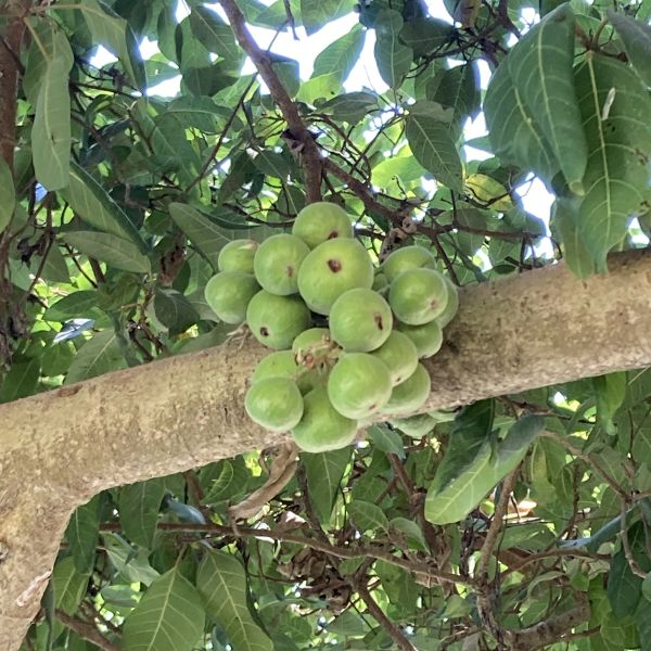 Ficus racemosa | Cluster fig - Green Cover Initiative