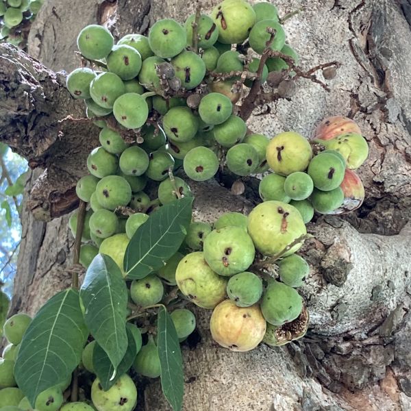 Ficus racemosa | Cluster fig - Green Cover Initiative