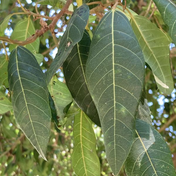 Ficus racemosa | Cluster fig - Green Cover Initiative