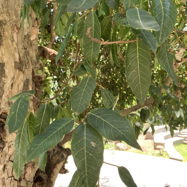 Ficus racemosa | Cluster fig - Green Cover Initiative
