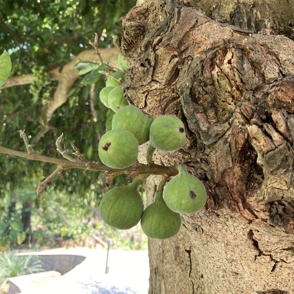 Ficus racemosa | Cluster fig - Green Cover Initiative