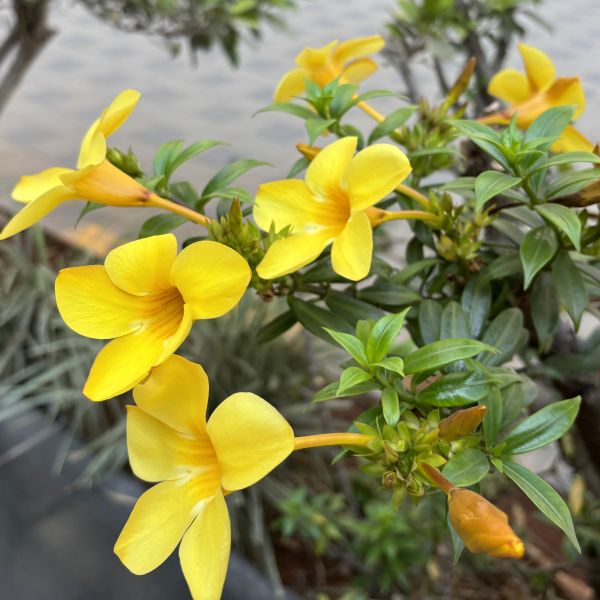 Allamanda Cathartica | Golden trumpet | Yellow Allamanda | Common ...