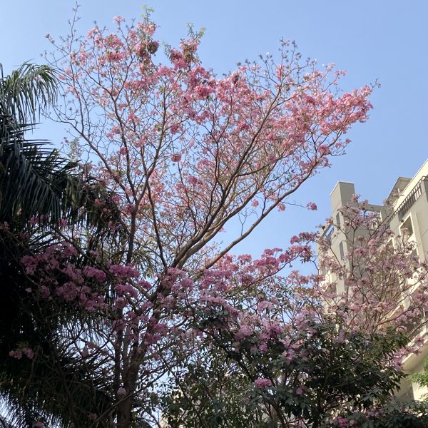Tabocia Rocia Tree Tabebuia Rosea | Rosy trumpet tree | Pink Poui – Green Catalog