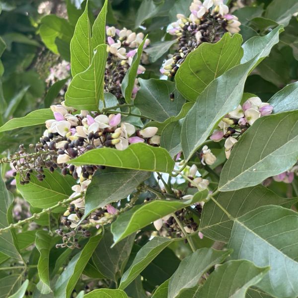 Millettia Pinnata | Indian beech tree | Pongamia Pinnata | Honge ...