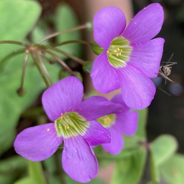 Oxalis latifolia | Broadleaf woodsorrel - Indian weeds | Wild plants