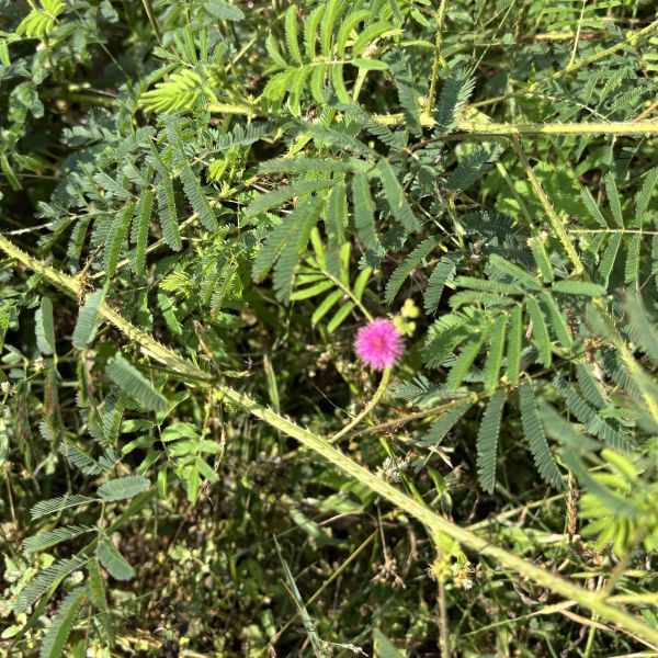 Mimosa diplotricha | Giant sensitive plant - Wild plants | Invasive