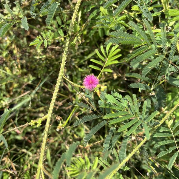 Mimosa diplotricha | Giant sensitive plant - Wild plants | Invasive