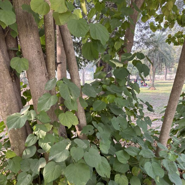Kleinhovia hospita | Guest tree - Indian trees | Garden trees