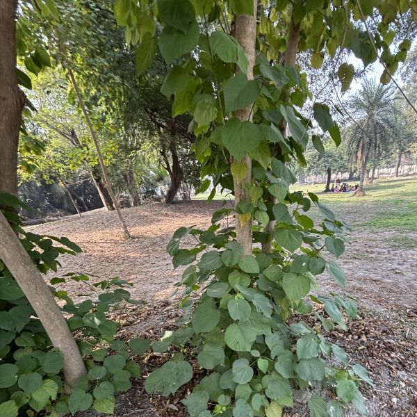 Kleinhovia hospita | Guest tree - Indian trees | Garden trees