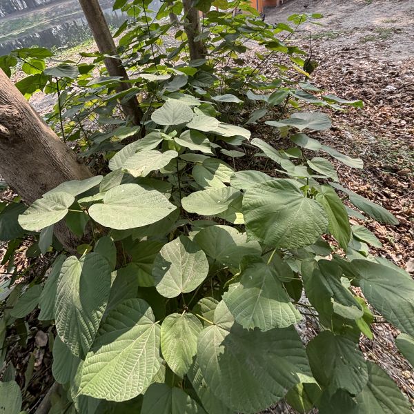 Kleinhovia hospita | Guest tree - Indian trees | Garden trees