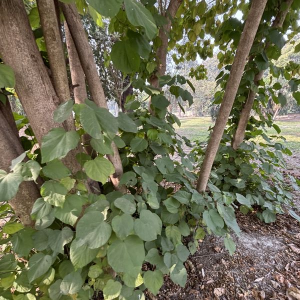 Kleinhovia hospita | Guest tree - Indian trees | Garden trees
