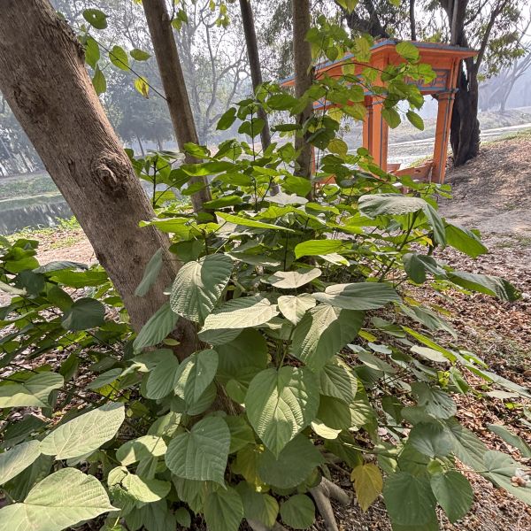 Kleinhovia hospita | Guest tree - Indian trees | Garden trees