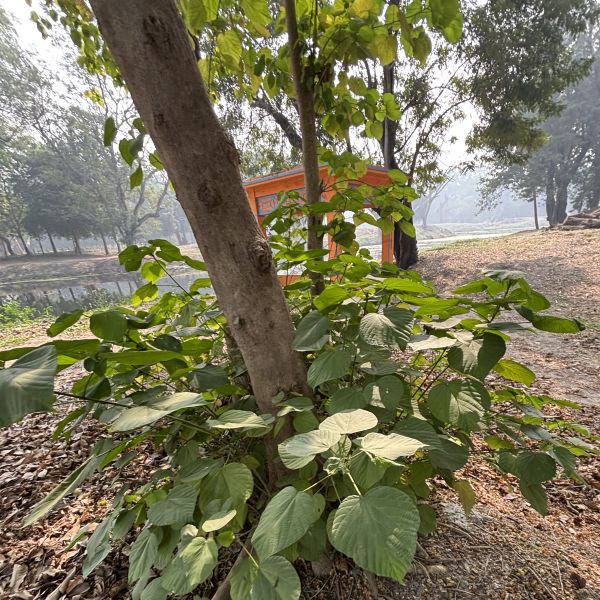 Kleinhovia hospita | Guest tree - Indian trees | Garden trees