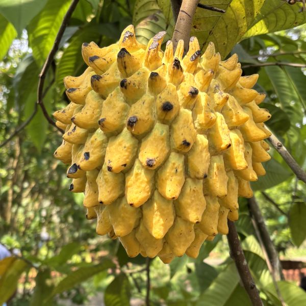 Annona mucosa | Rollinia - Indian fruit trees