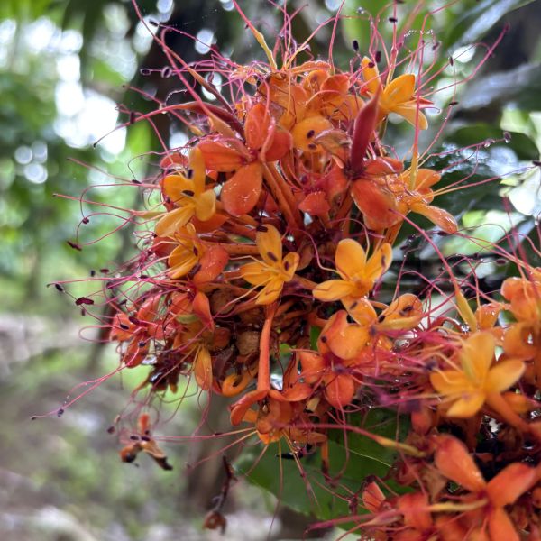 Saraca asoca | Ashoka tree - Indian garden trees
